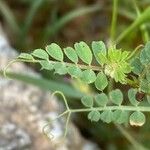 Vicia hybrida 葉