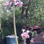 Verbena bonariensisFlor