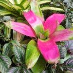 Neoregelia carolinae Листок