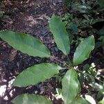 Schefflera decaphylla 葉
