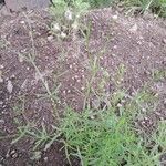 Asperula tinctoria Blad