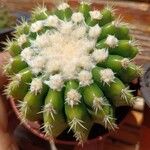 Echinocactus platyacanthus Lubje