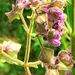 Mirabilis albida