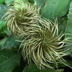 Clematis orientalis Fruit