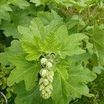 Alcea rosea Feuille