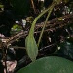 Aristolochia pilosa Ffrwyth