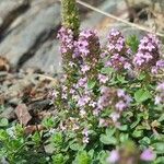 Thymus pulegioidesফুল