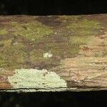 Unonopsis rufescens 树皮