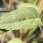 Croton punctatus Feuille