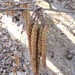 Alnus glutinosa Blüte