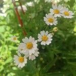 Anthemis cotula Цвят