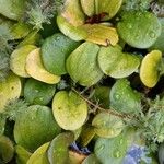 Hydrocharis laevigata Blatt