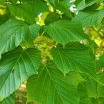 Acer capillipes Fuelha