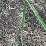 Hordeum bulbosum Leaf