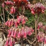 Kalanchoe × houghtonii Flower