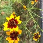 Coreopsis tinctoriaBlüte