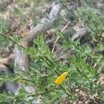 Cytisus decumbens Blad