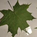 Acer platanoides Folha