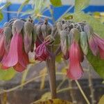 Kalanchoe delagoensis फूल