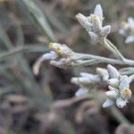 Pseudognaphalium microcephalum Bloem