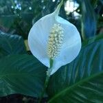 Spathiphyllum wallisii Flower