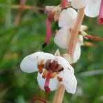 Pyrola rotundifolia Квітка