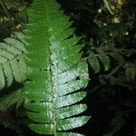 Cyathea pungens 叶