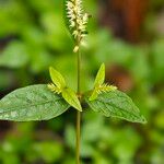 Achyranthes bidentata Flors