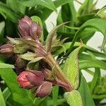 Penstemon hartwegii Flower