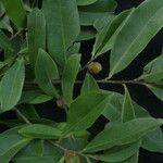 Diospyros lanceifolia Habitus