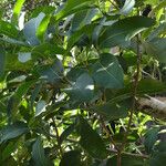 Alyxia spicata 整株植物