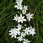 Ornithogalum divergens花