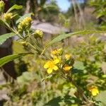 Lipotriche scandens Floare