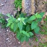 Nicotiana rustica Liść