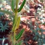 Eriosema crinitum Leaf