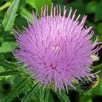 Cirsium altissimum Цвят