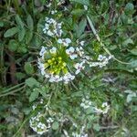Nasturtium officinale Flower