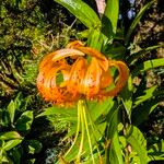 Lilium henryi Flor
