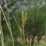 Andropogon gayanus Fiore