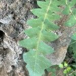 Sonchus radicatus Blad