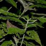 Acalypha apodanthes Otro