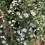 Symphyotrichum ericoides 花