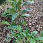 Sarcococca confusa Blatt