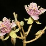 Quadrella indica Λουλούδι