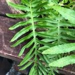 Polypodium cambricum Leaf