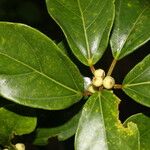 Ficus colubrinae 叶