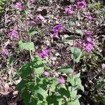 Lunaria annua ശീലം