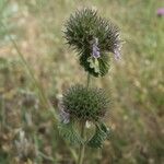 Marrubium supinum Fruit