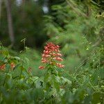 Clerodendrum paniculatum Цвят