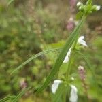 Leucas aspera Leaf